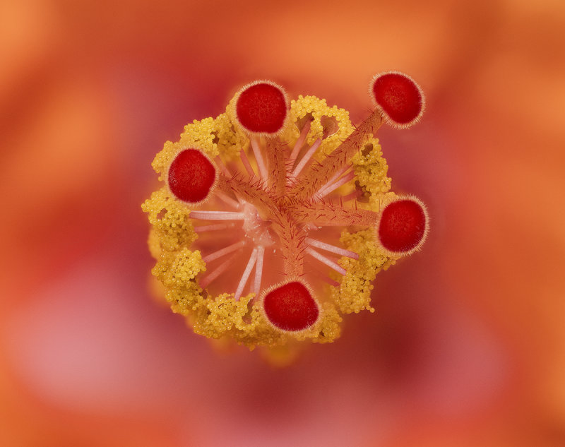 2022-04-09-14.32.34 ZS PMax.jpg