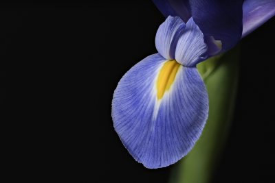 2020-03-20-15.27.05 ZS PMax.jpg