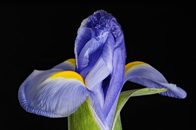2020-03-22-10.49.14 ZS PMax.jpg