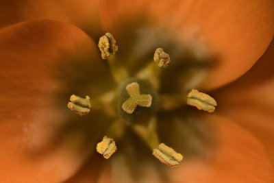 2020-03-28-11.52.22 ZS PMax.jpg