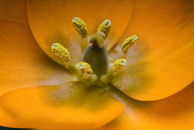 2020-03-31-15.42.37 ZS PMax.jpg