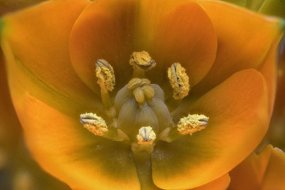 2020-04-04-11.35.27 ZS PMax.jpg