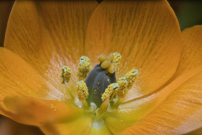 2020-04-04-16.21.39 ZS PMax.jpg
