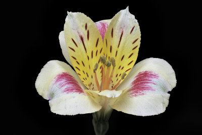 2020-04-06-15.41.21 ZS PMax.jpg