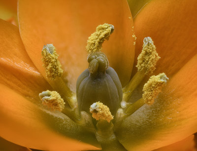 2020-04-07-16.24.48 ZS PMax.jpg