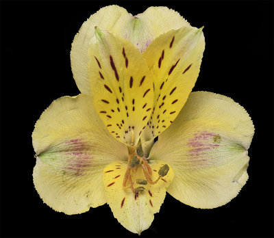 2020-04-24-15.12.24 ZS PMax.jpg