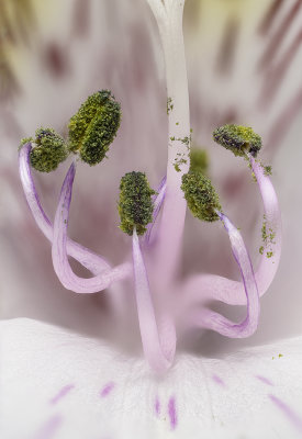 2020-04-25-10.54.26 ZS PMax.jpg