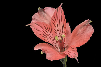 2020-04-25-17.03.23 ZS PMax.jpg