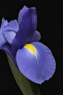 2020-05-03-14.31.20 ZS PMax.jpg