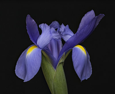 2020-05-04-12.28.10 ZS PMax.jpg