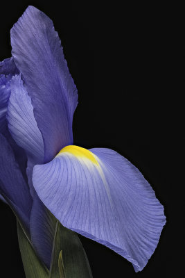 2020-05-05-10.16.39 ZS PMax.jpg