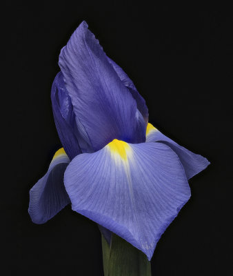 2020-05-05-13.16.38 ZS PMax.jpg