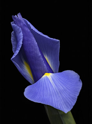2020-05-08-15.50.57 ZS PMax_raster_print.jpg