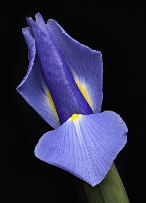 2020-05-08-17.03.09 ZS PMax.jpg