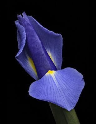 2020-05-08-16.23.26 ZS PMax_raster_print.jpg