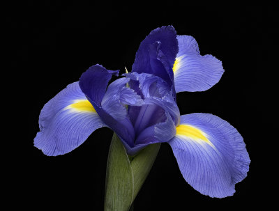 2020-05-09-09.16.22 ZS PMax.jpg