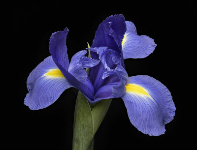 2020-05-09-11.36.38 ZS PMax.jpg