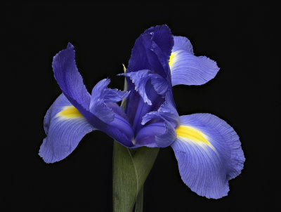 2020-05-09-15.55.16 ZS PMax.jpg