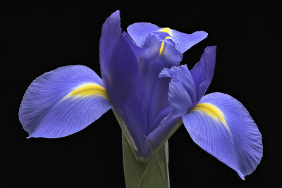 2020-05-14-13.02.26 ZS PMax.jpg