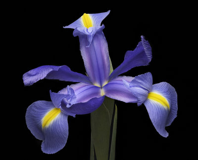 2020-05-16-08.47.19 ZS PMax.jpg
