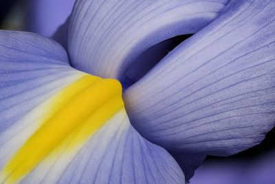 2020-05-19-12.54.51 ZS PMax.jpg