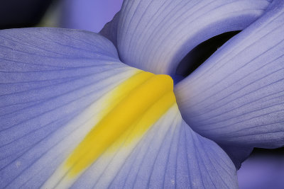 2020-05-19-13.49.13 ZS PMax.jpg