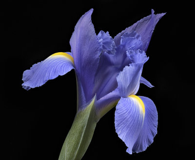 2020-05-21-18.36.31 ZS PMax.jpg