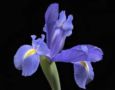 2020-05-22-10.04.28 ZS PMax.jpg