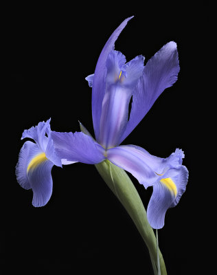 2020-05-24-14.50.04 ZS PMax.jpg