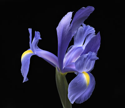 2020-05-25-15.31.47 ZS PMax.jpg