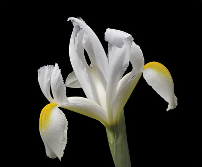 2020-05-28-14.09.49 ZS PMax.jpg