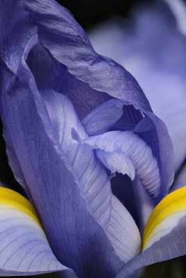 2020-05-30-15.49.52 ZS PMax.jpg