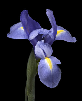 2020-05-30-16.44.39 ZS PMax.jpg