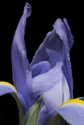 2020-05-31-14.19.17 ZS PMax.jpg