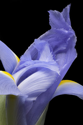 2020-06-01-11.01.19 ZS PMax.jpg