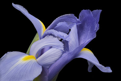 2020-06-02-09.35.10 ZS PMax.jpg