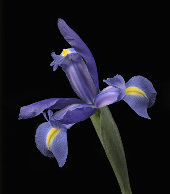 2020-06-03-15.45.15 ZS PMax.jpg
