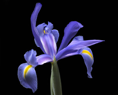 2020-06-05-11.32.42 ZS PMax.jpg