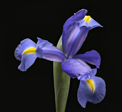 2020-06-06-10.38.47 ZS PMax.jpg