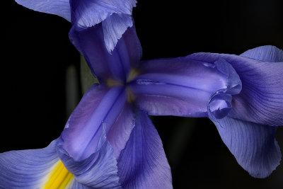 2020-06-06-15.48.29 ZS PMax.jpg