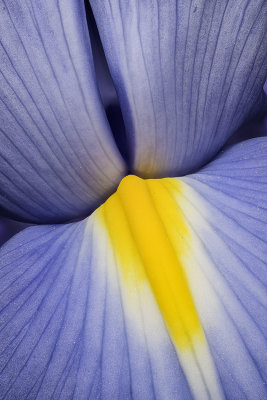 2020-06-10-11.35.25 ZS PMax.jpg