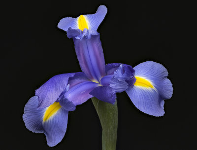 2020-06-13-13.03.26 ZS PMax.jpg