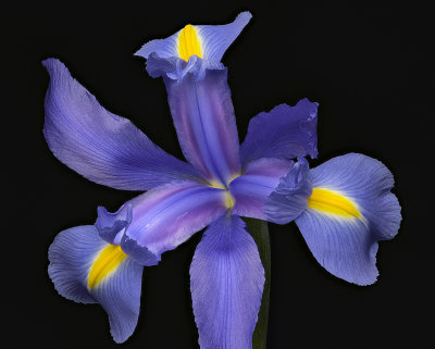 2020-06-13-16.41.57 ZS PMax.jpg