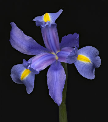 2020-06-13-16.53.21 ZS PMax.jpg
