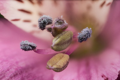 2020-06-25-12.00.28 ZS PMax.jpg