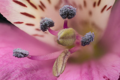 2020-06-25-15.33.17 ZS PMax.jpg
