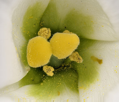 2020-07-16-19.30.24 ZS PMax.jpg