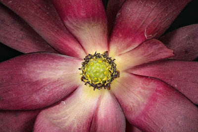 2020-07-31-13.06.05 ZS PMax.jpg