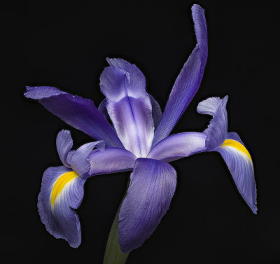 2020-08-08-15.55.51 ZS PMax.jpg