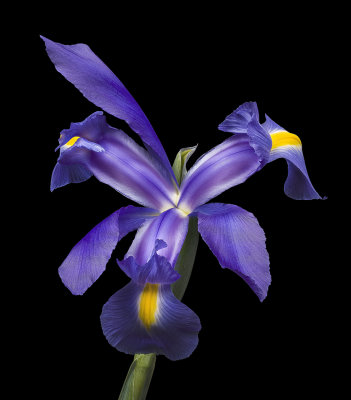 2020-08-15-08.03.16 ZS PMax.jpg